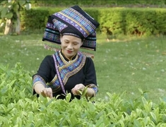 广西都是壮族人吗？